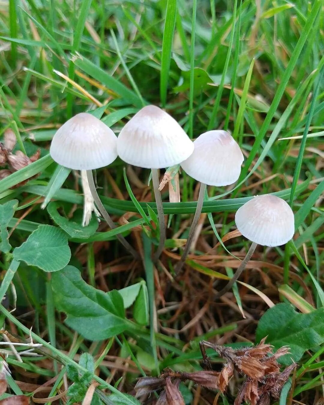 Панеолус. Панэолус (panaeolus). Панеолус колокольчатый гриб. Панеолус колокольчатый. Панеолус (panaeolus).