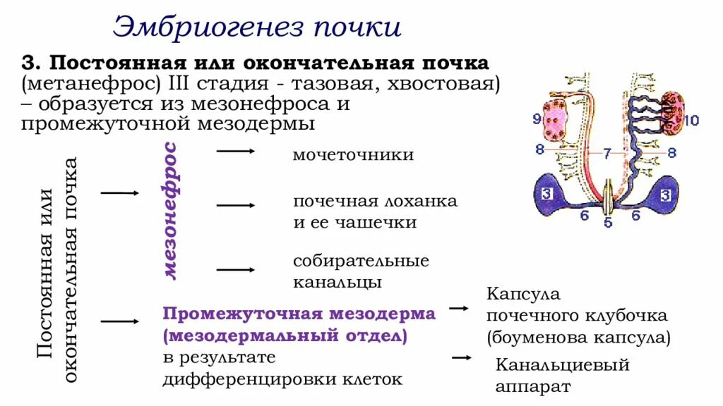 Эмбриогенез выделительной системы. Эмбриогенез мочевыделительной системы гистология. Развитие мочеполовой системы в эмбриогенезе. Эмбриогенез почки гистология. Распад почки