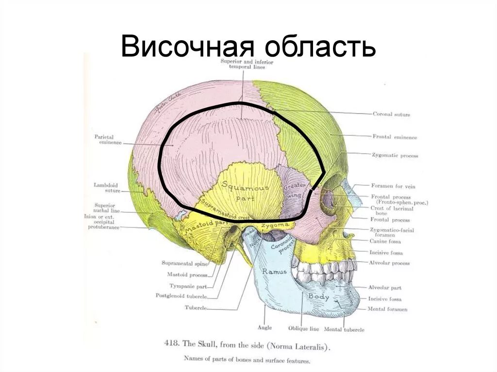 топография щечной области лицевого отдела головы. кости черепа височная лобная затылочная. границы лобно-теменно-затылочной области. затылочная кость черепа анатомия. скелет головы череп.