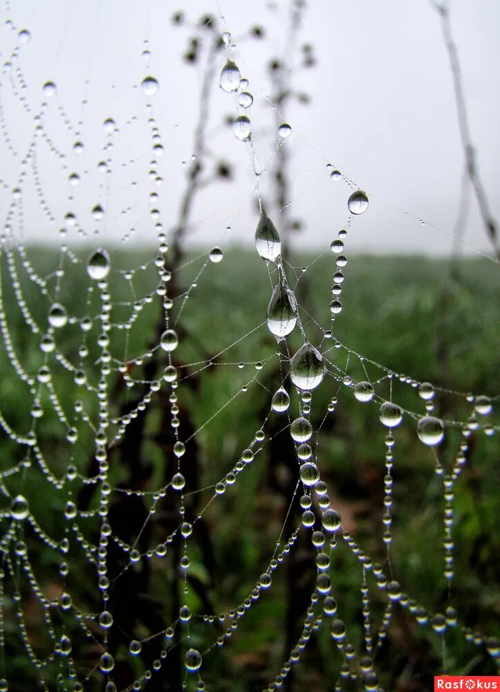 Капель после дождя. Трава после дождя. Природа после дождя. Дождь. После дождя красота.