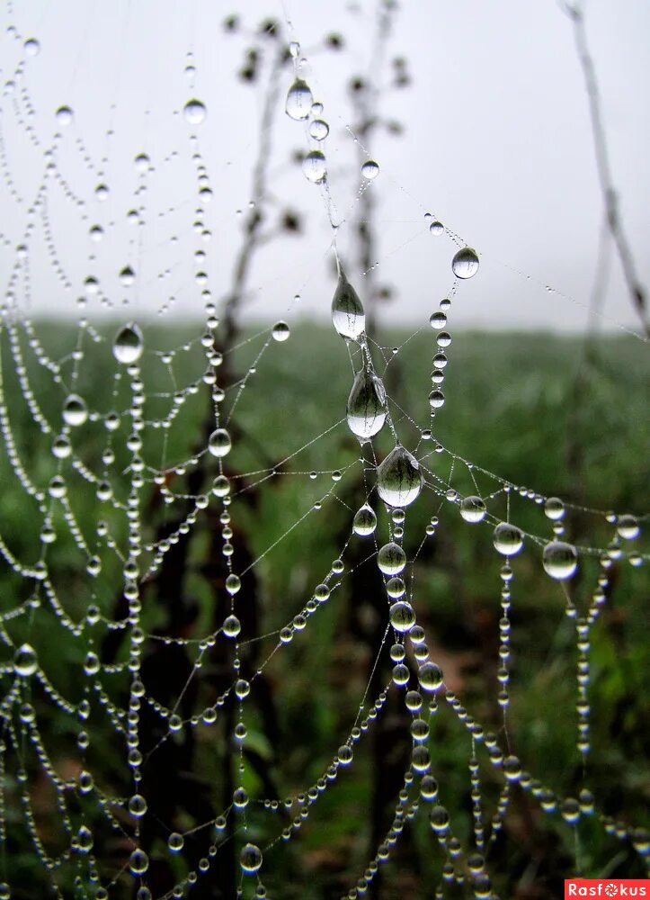 капли тумана. красивые капли дождя. роса на траве. капля тумана. туман макро.