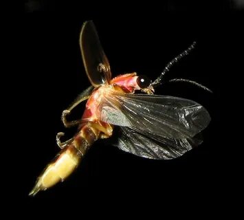 Caelus firefly