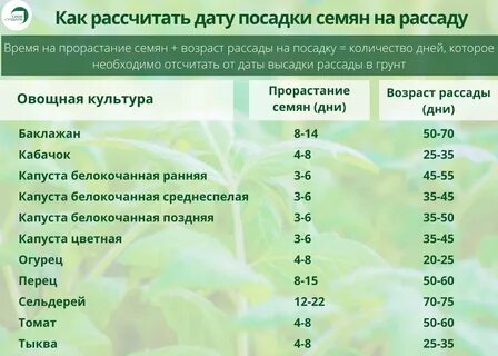 Как правильно рассчитать сроки посева семян на рассаду Нам потребуется несколько