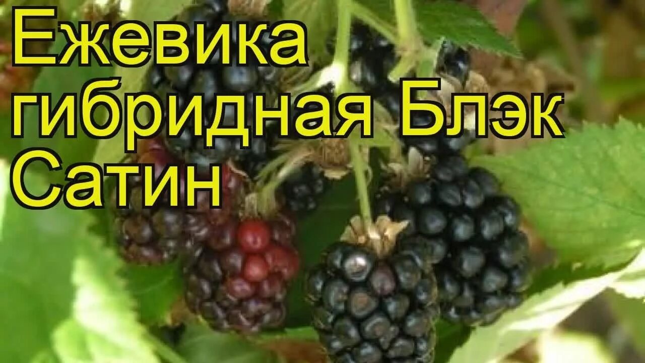 Луковицы Ежевика купить по выгодной цене в интернет-магазине OZON (1586755830)