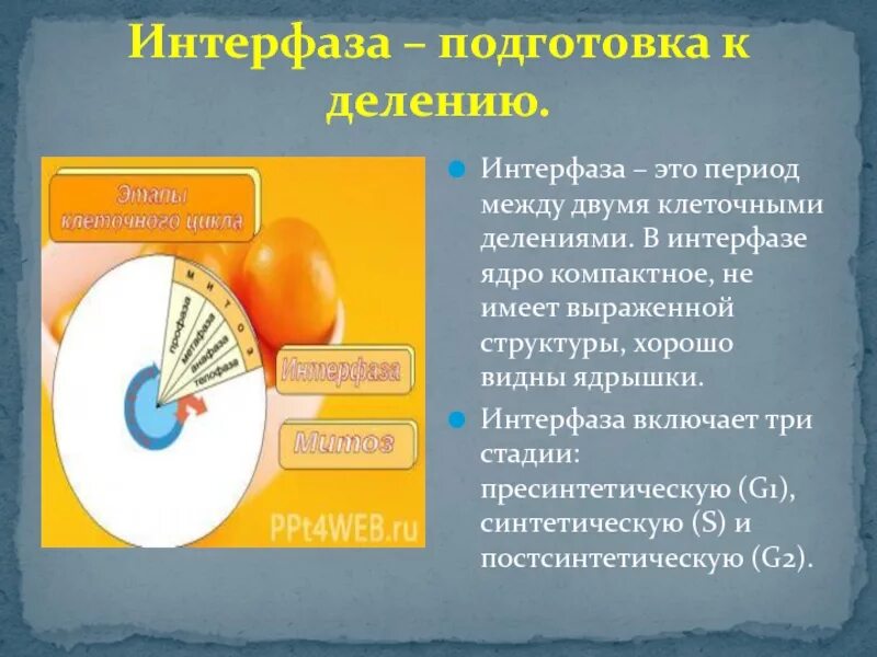 3 этапа интерфазы. Интерфаза это период между двумя делениями клетки. Период между двумя клеточными делениями. Ядро в интерфазе. Интерфаза период между делениями клетки.