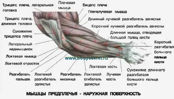 Почему дергается плечо. Лучевой разгибатель предплечья кисти. Длинный лучевой разгибатель запястья. Разгибатели предплечья анатомия. Разгибатели кисти анатомия.