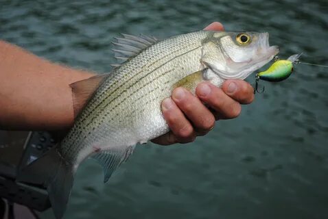 Bass fish