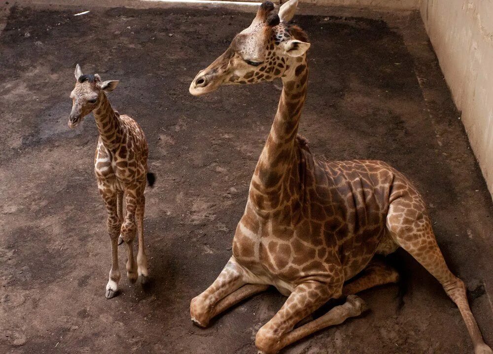 Нигерийский Жираф. Животные чада. 2 Детеныша жирафа. 2 Детеныша жирафа вместе.