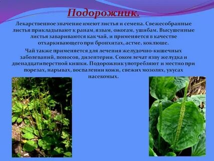 Подорожник по составу 4 класс