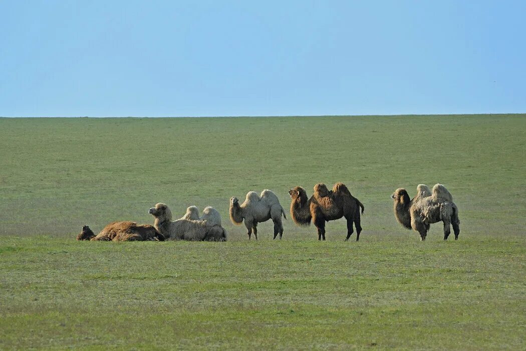 порода калмыцкий бактриан. верблюд живет в россии. озеро эльтон тюльпаны. верблюд калмыцкий бактриан. верблюд калмыцкий бактриан в калмыкии.