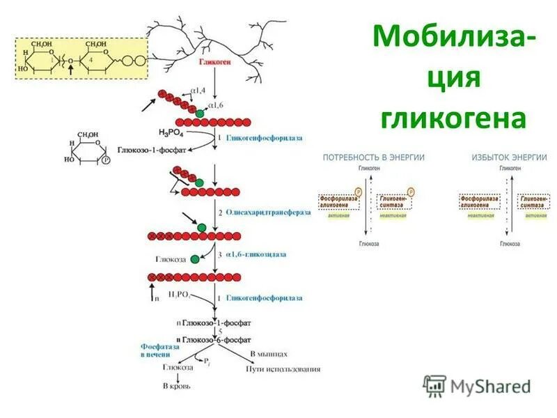 Схема мобилизации гликогена. Распад гликогена биохимия. Строение гликогена биохимия. Синтез гликогена в мышцах.