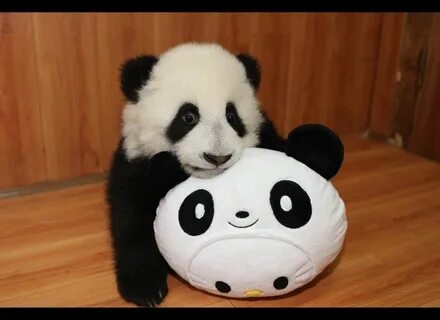 Baby panda