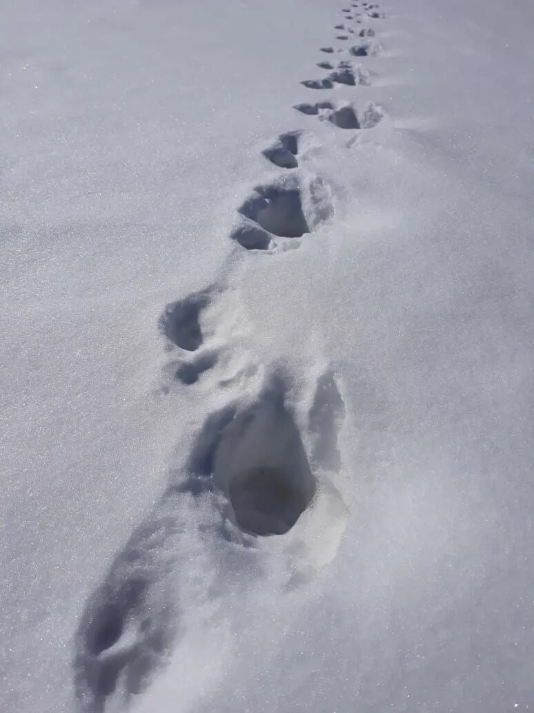 Следы медведя на снегу. Медвежий след. Медвежьи следы на снегу. Следы медвежонка на снегу.