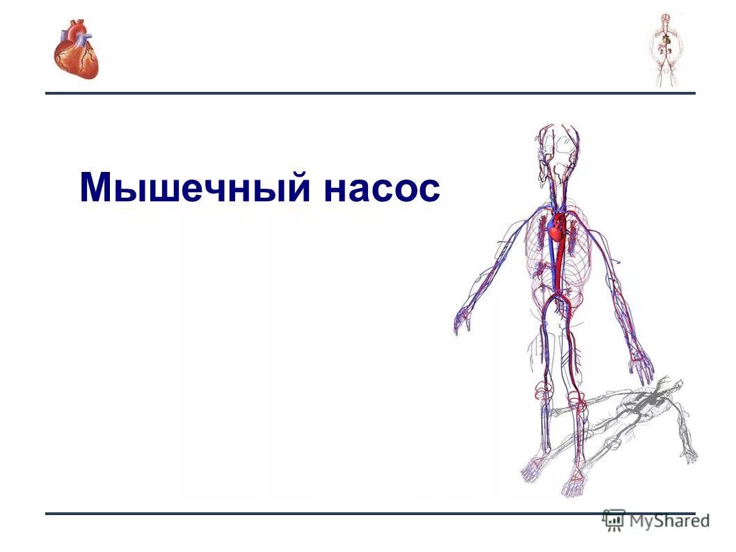 мышечный насос это