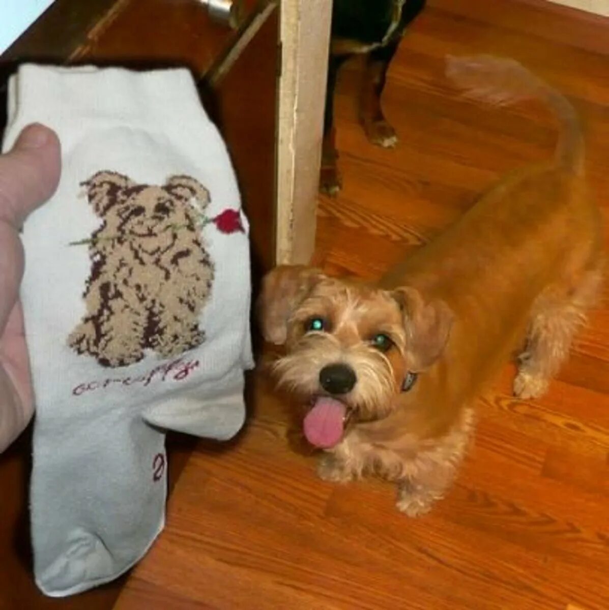 Собака съела носок. Собака щенок съела носок. А бывают носки для собака. Собака съела капроновый носок.