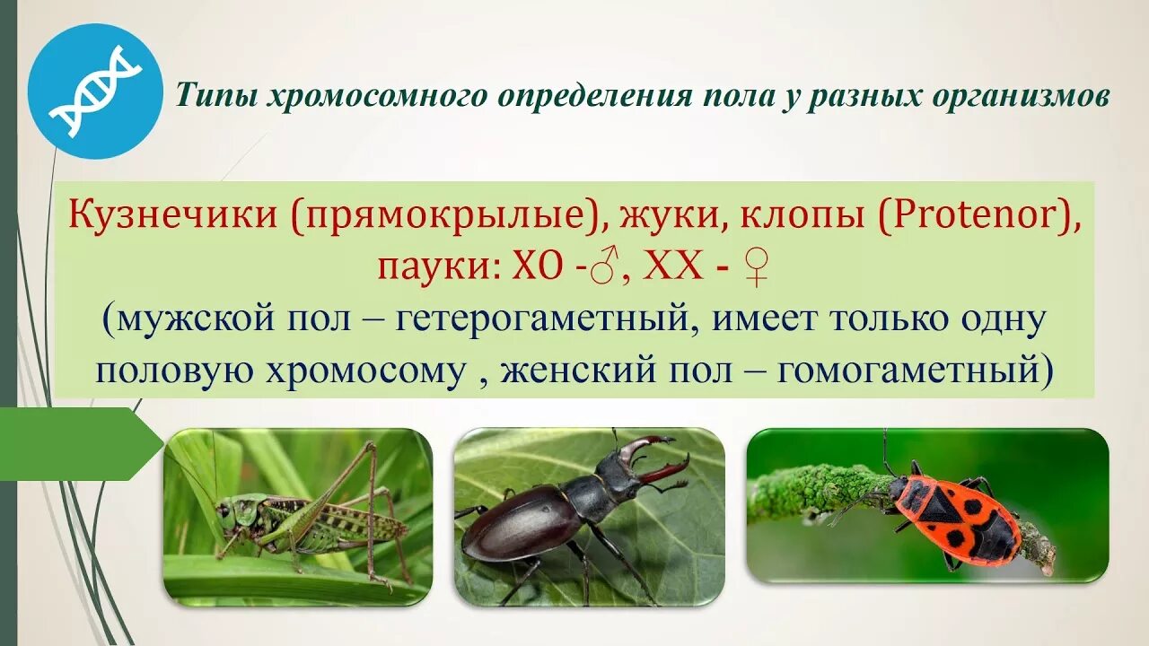 Гетерогаметный мужской пол. Гетерогаметный пол у насекомых. Половые хромосомы гетерогаметного пола. Гетерогаметный женский пол приемры.