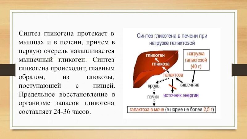 Запас гликогена печени мышцах. Биосинтез гликогена в печени и мышцах. Синтез гликогена в печени схема. Синтез гликогена из Глюкозы в печени.