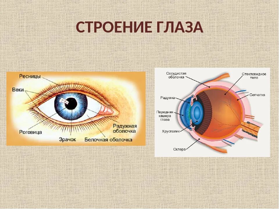 Строение глаза основные части. Структура глаза человека схема. Внутреннее строение глаза и их функции. Строение глаза человека схема.