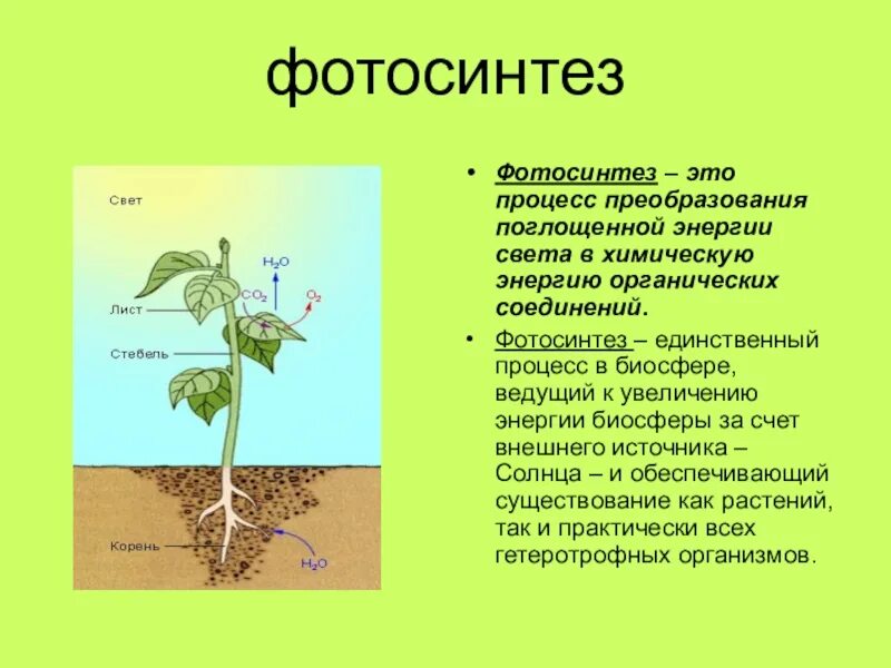 Фотосинтез происходит в листьях и стебле