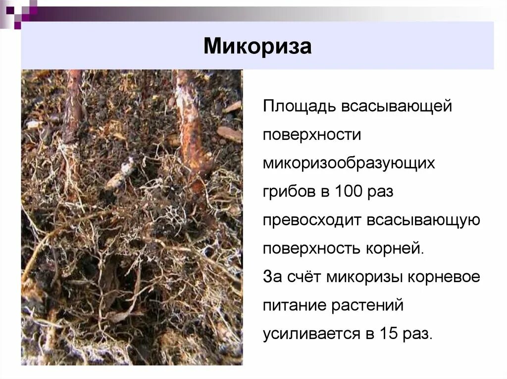 Образуют микоризу с корнями растений. Микориза грибокорень. Грибница микориза. Строение гриба микориза. Симбиотрофы микориза.