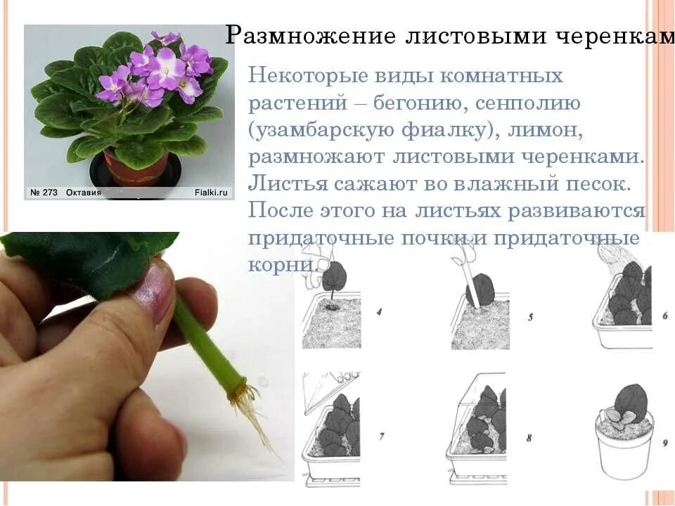 Вегетативное размножение бегонии. Вегетативное размножение ФИАЛК. Размножение комнатных растений черенкованием. Вегетативное размножение комнатных растений сенполия. Фиалка узамбарская листовые черенки.