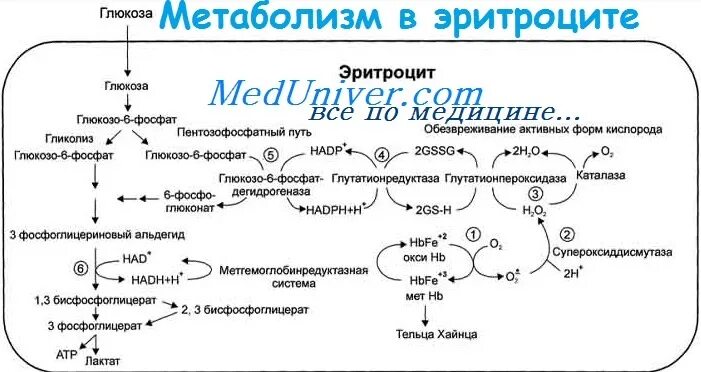 Метаболизм эритроцитов биохимия. Метаболизм эритроцитов биохимия схема. глюкозо-6-фосфатдегидрогеназы эритроцитов. глюкоза 6 фосфат дегидрогеназа. дефицит глюкозо-6-фосфат дегидрогеназы.