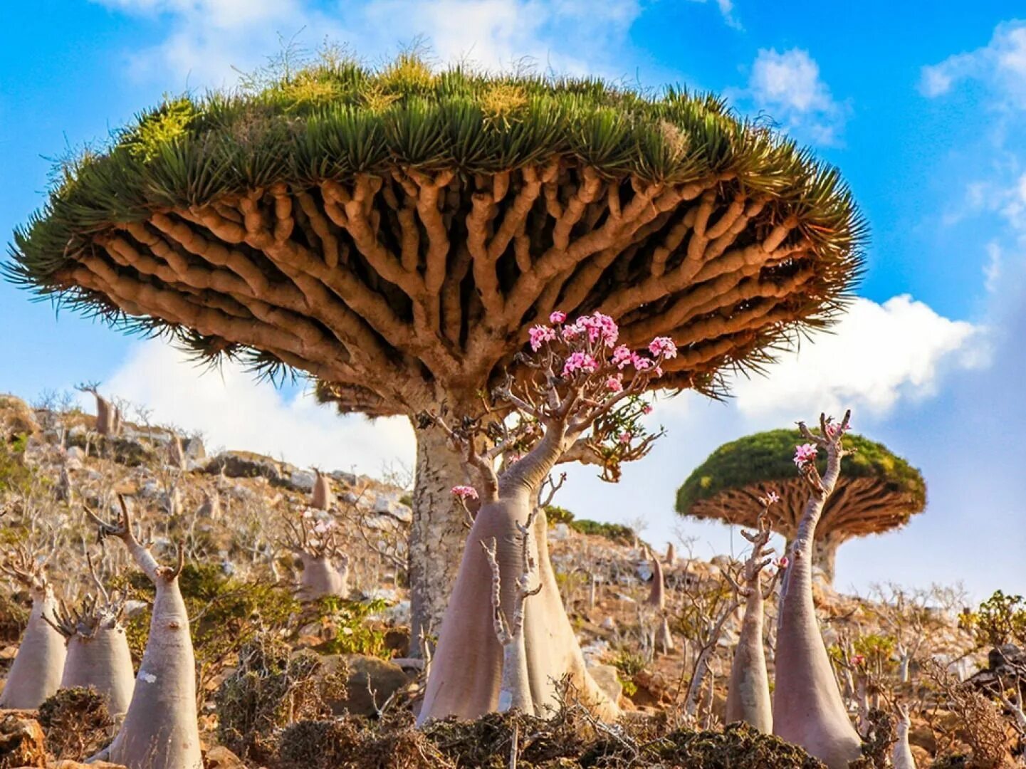 Драконов дерево фото. Драконовое дерево Сокотра. Драконовые деревья на острове Сокотра. Остров Сокотра Йемен. Драконовые деревья на острове Сокотра Йемен.