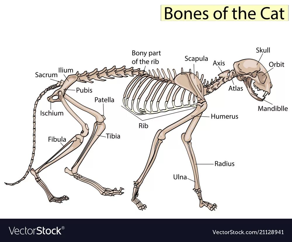 Bone bone cat