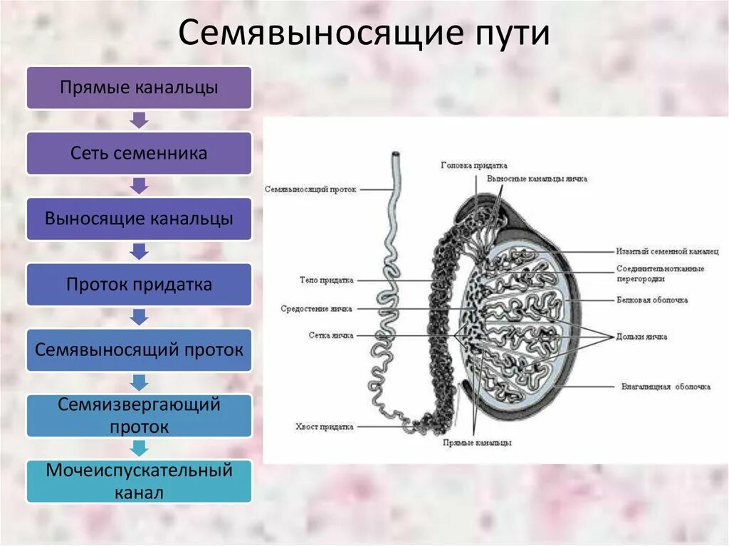 Придаточные железы мужчины. Мужская половая система анатомия строение яичек. Половая система семенники строение. Анатомия семявыносящих путей. Строение стенки семявыносящих путей.