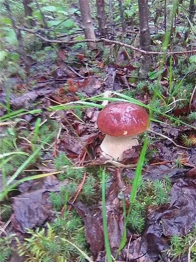 Дождя больше грибов