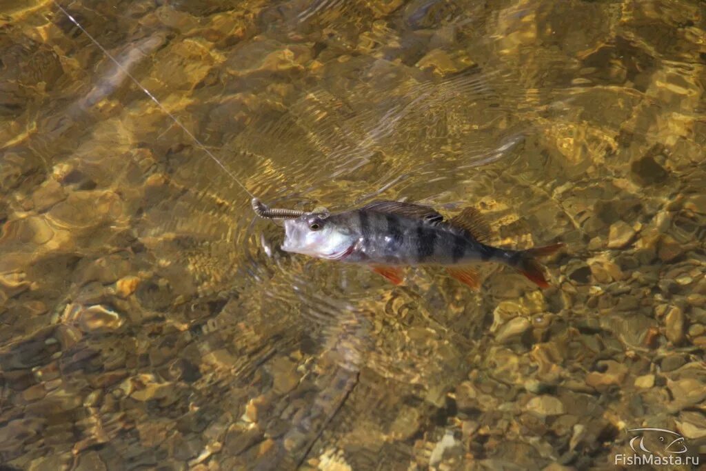 ростовановское водохранилище рыбалка. рыба из водохранилища. ловим щуку в феврале. волгоградское водохранилище рыбалка. волгоградское водохранилище саратов.