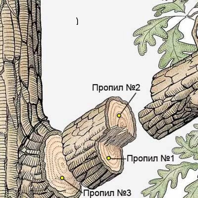 Спил деревьев как правильно. Как правильно спилить ветку у дерева. Обрезка веток деревьев. Правильный срез ветки дерева. Обрезок ствола дерева.