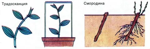 Укоренение вегетативных черенков