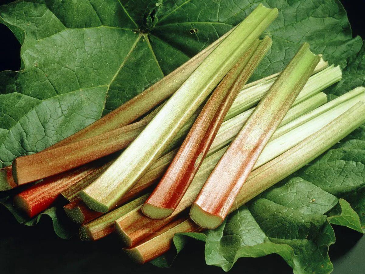 Спаржа шобериевидная. Черешки ревеня. Спаржа лекарственная (asparagus officinalis). Спаржа "гайнлим". Спаржа и спаржевая фасоль.