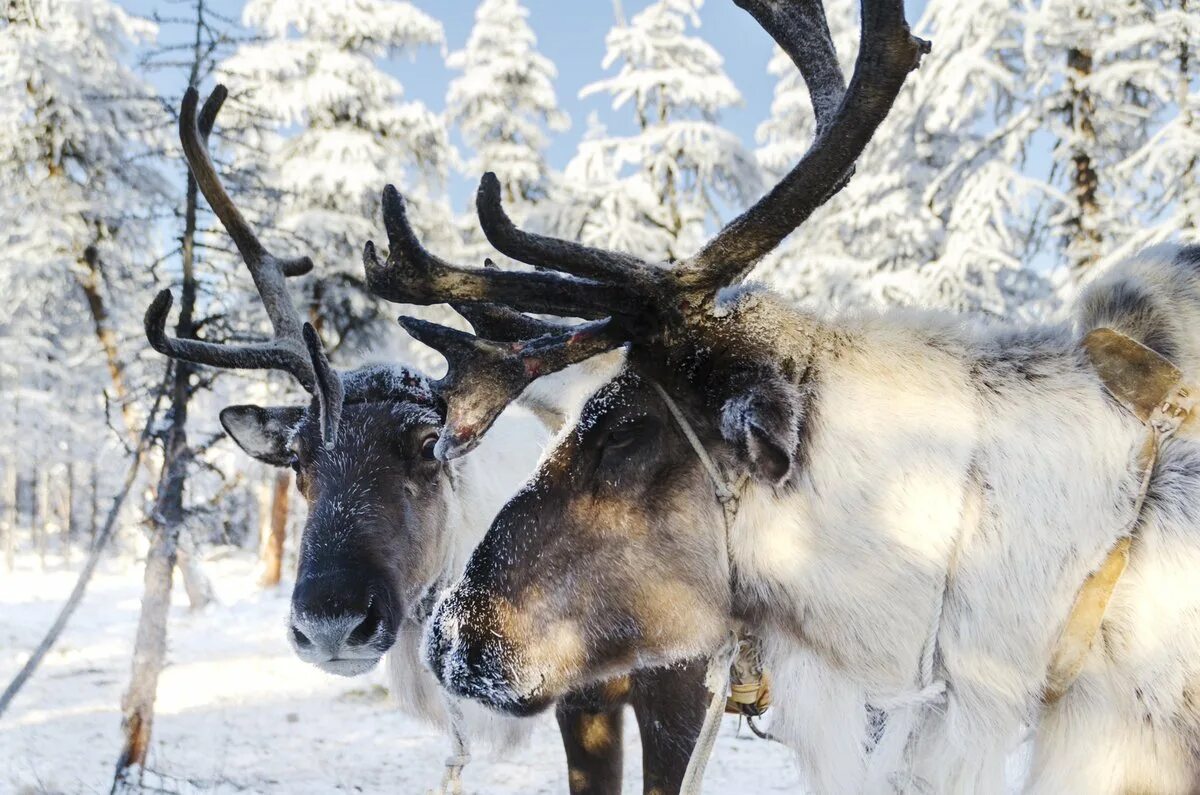 Sledding in russia текст. This winter why not escape to yakutia. This winter why not escape to yakutia. Якутск зима. Оймякон мороз минус 60.