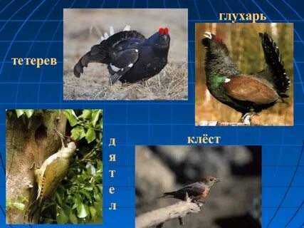 Тетерев и глухарь