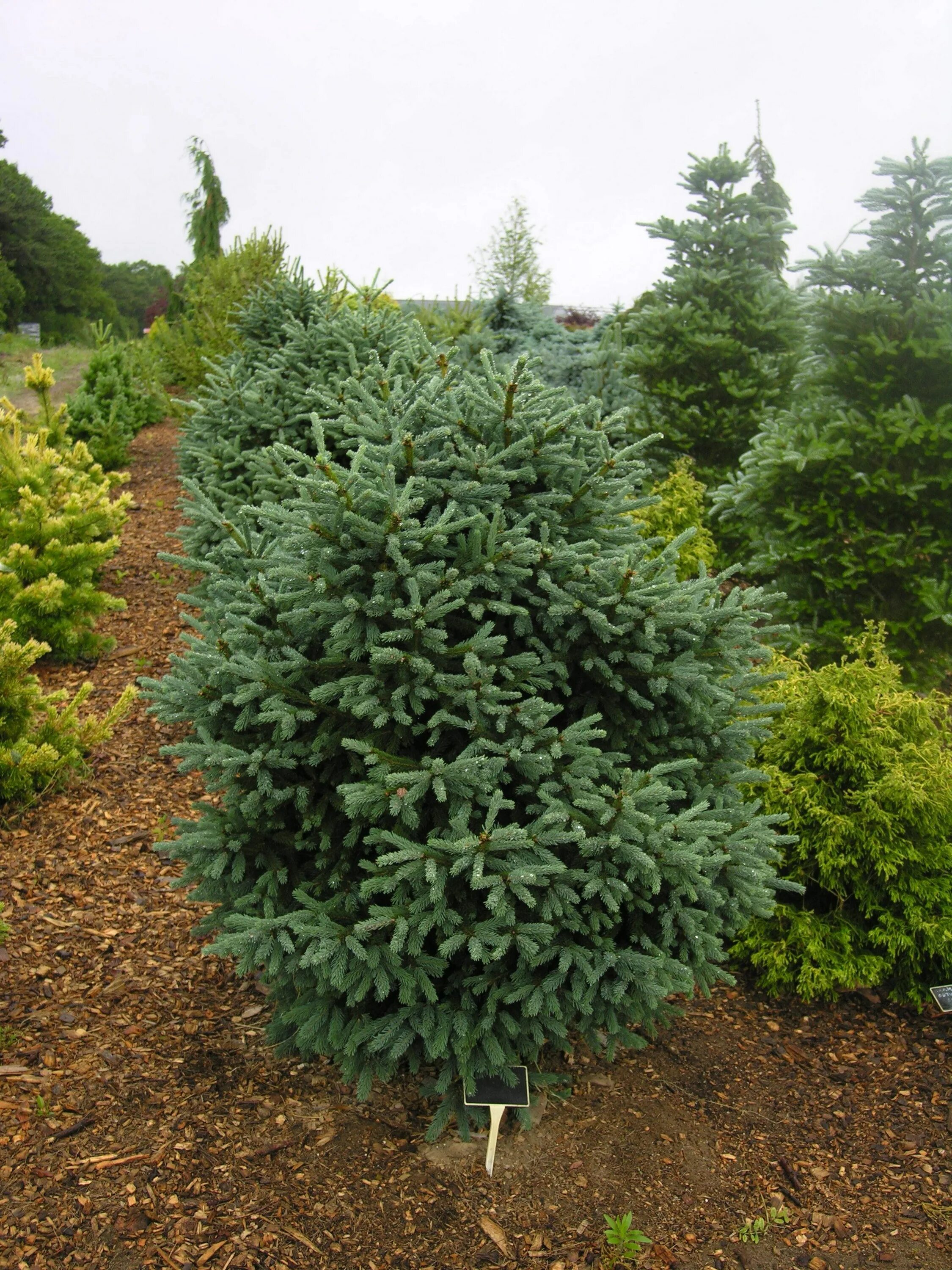 Ель Picea Mariana Beissneri. Ель черная Picea Mariana. Спрус – канадская черная ель. Picea glauca Blue Teardrop.