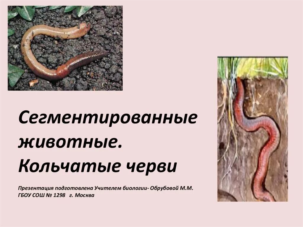 Признаки сегментированных животных