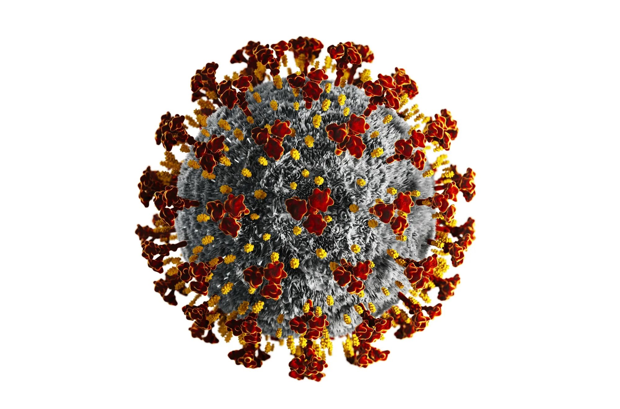Coronavirus(Covid 19) стенды. Вирус коронавирус 3д. Коронавирус молекула. Модель коронавируса Covid-19.