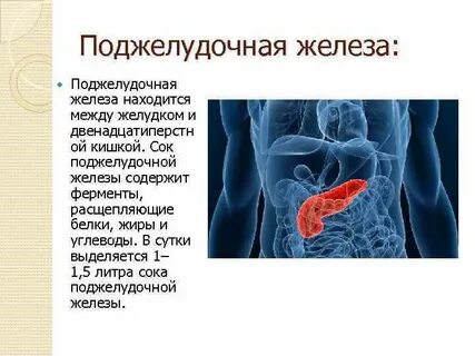 Поджелудочная железа ферменты расщепляющие