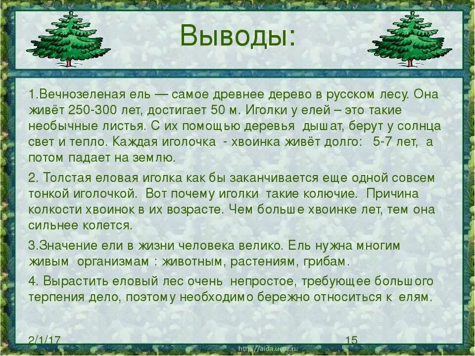 Почему хвойные. Вывод о ели и сосне. Почему ЕОИ И сосный вечно зеленые. Почему хвойные деревья вечнозеленые. День вечнозеленых растений.