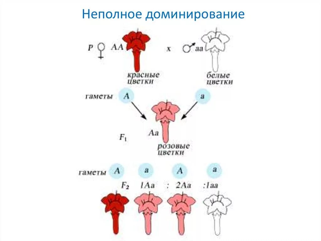 Неполное доминирование признаков у человека. Неполное доминирование схема. неполное доминирование примеры. неполное доминирование рисунок. неполное доминирование схема скрещивания.