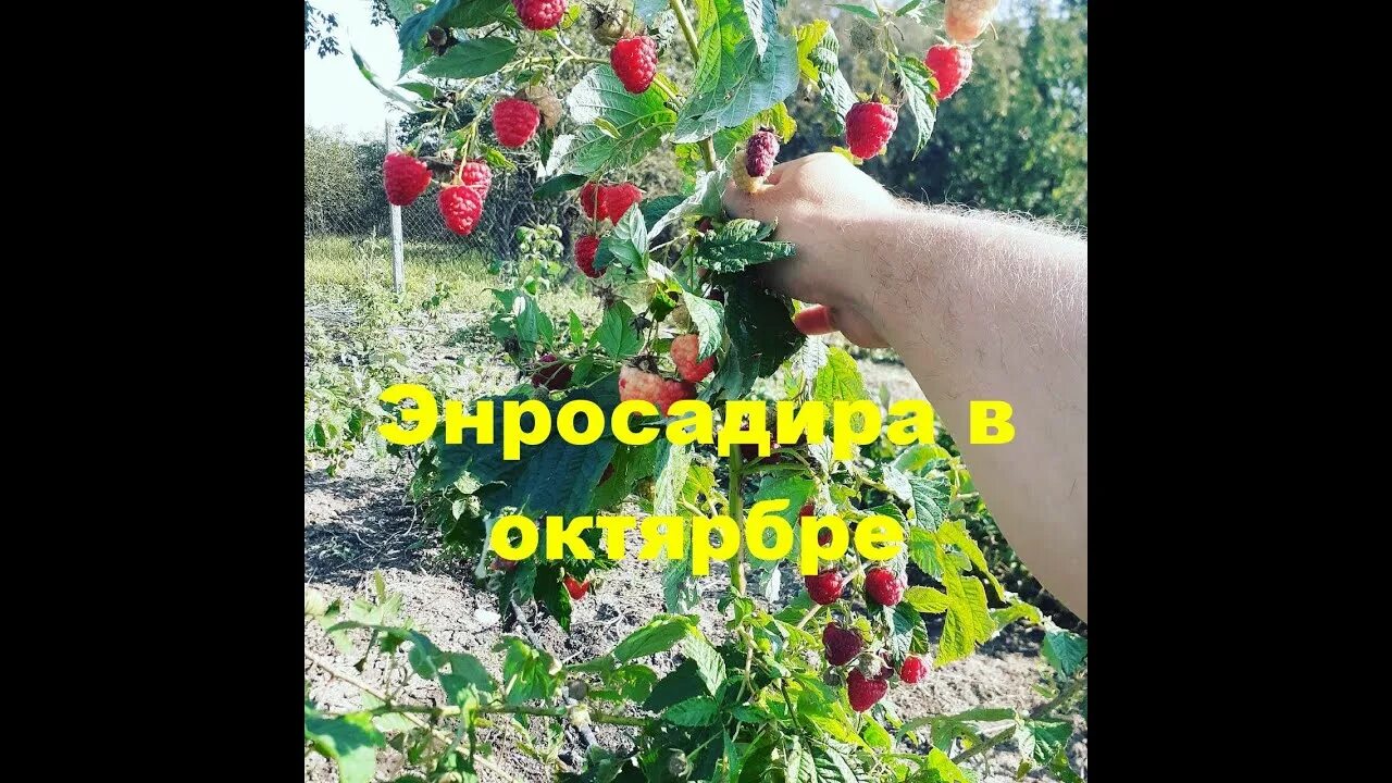 Малина Энросадира: описание сорта, выращивание и уход в саду