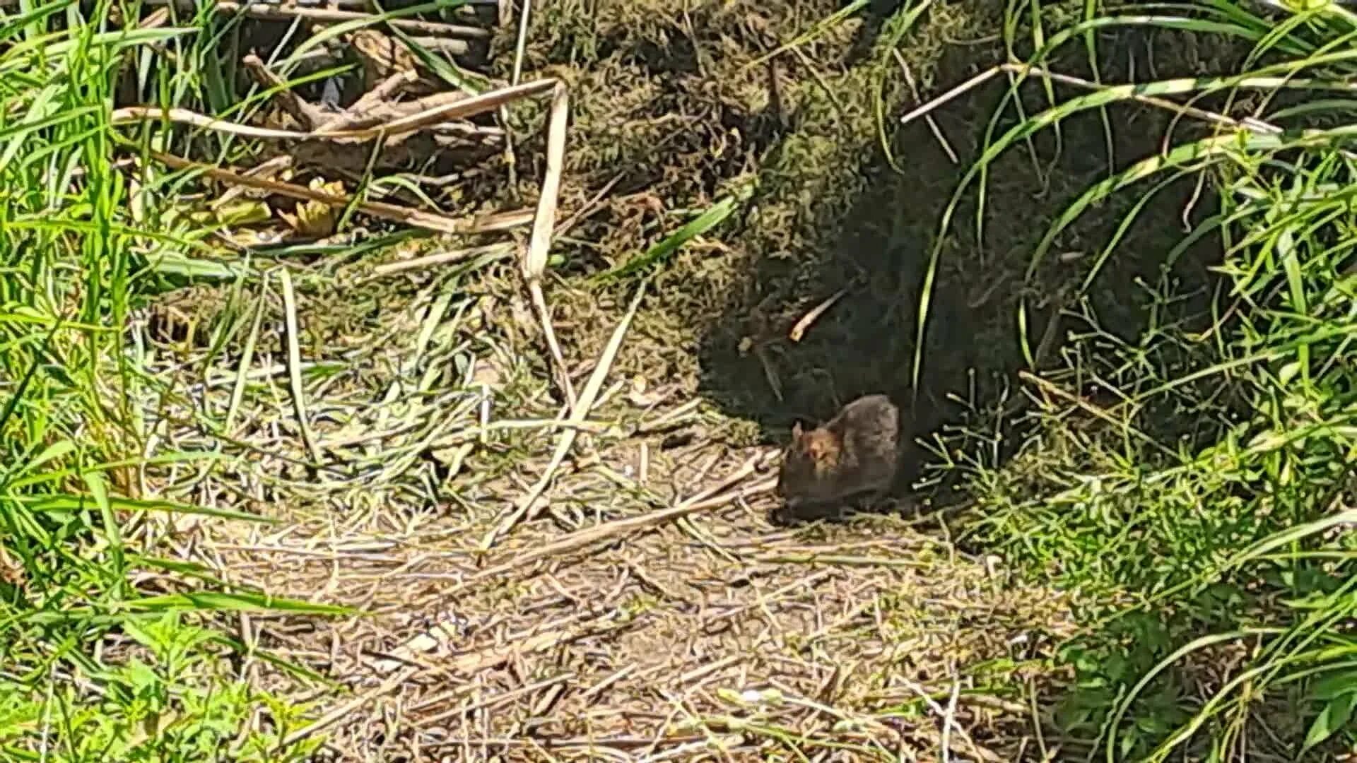 Водяные крысы на садовом участке фото "we're baaack!!" Mammals, Rewilding, Pest patrol