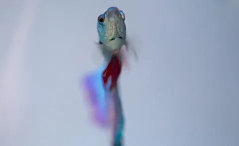 Sky fish