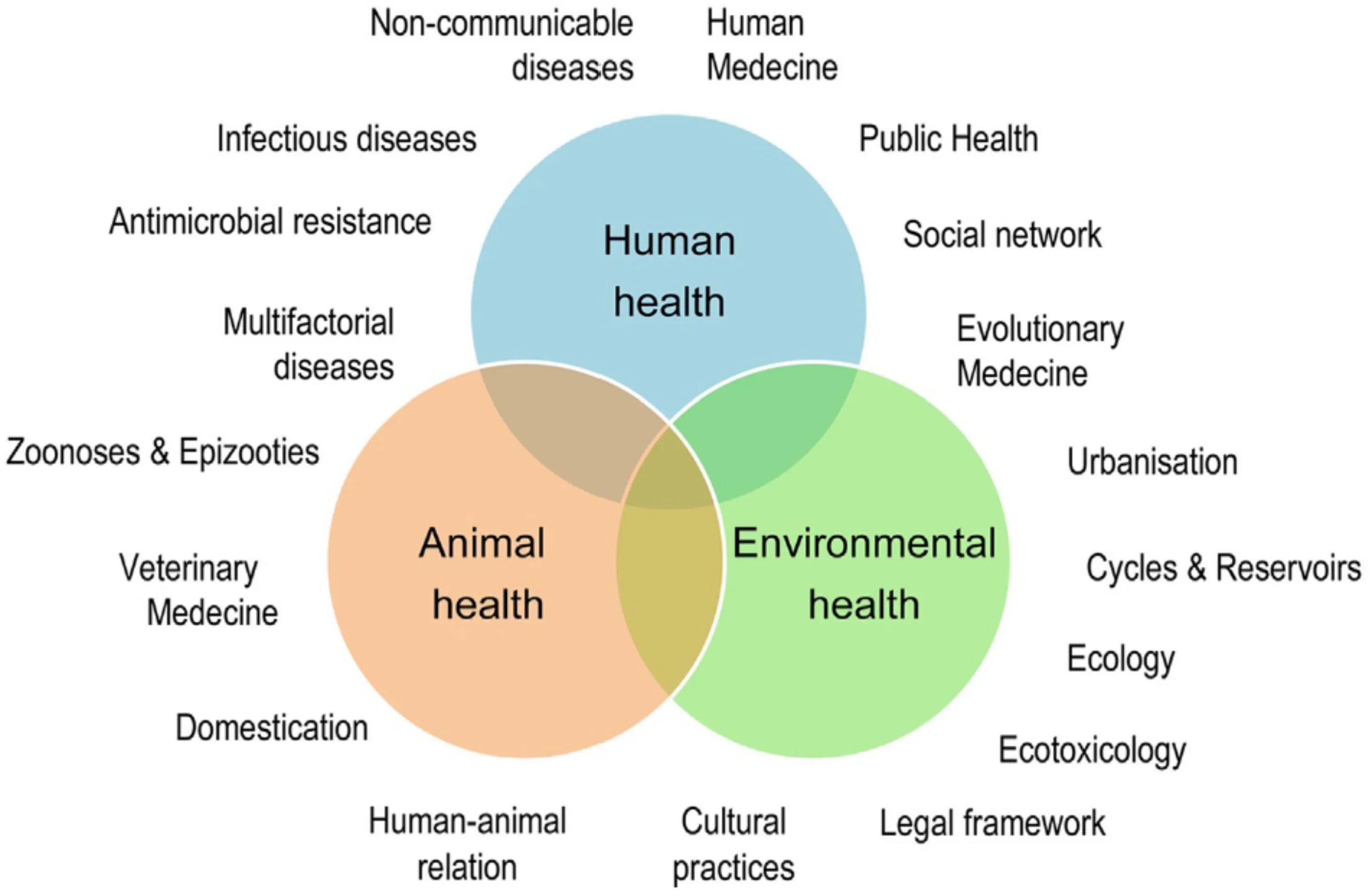 Health diseases. Transdisciplinary approach. Human Health. Holistic Concept of Health. One Health.