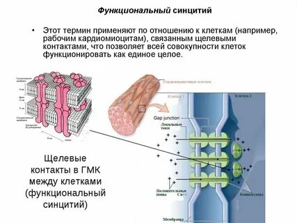 Симпласты межклеточное вещество