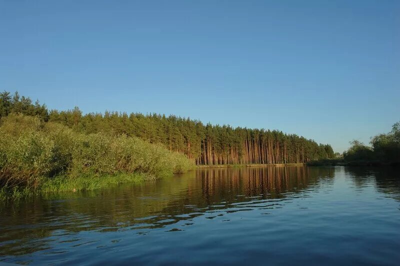 Мещера клепики. Река пра спас клепики. спас клепики лес. мещера окский заповедник. спас клепики леса озера.