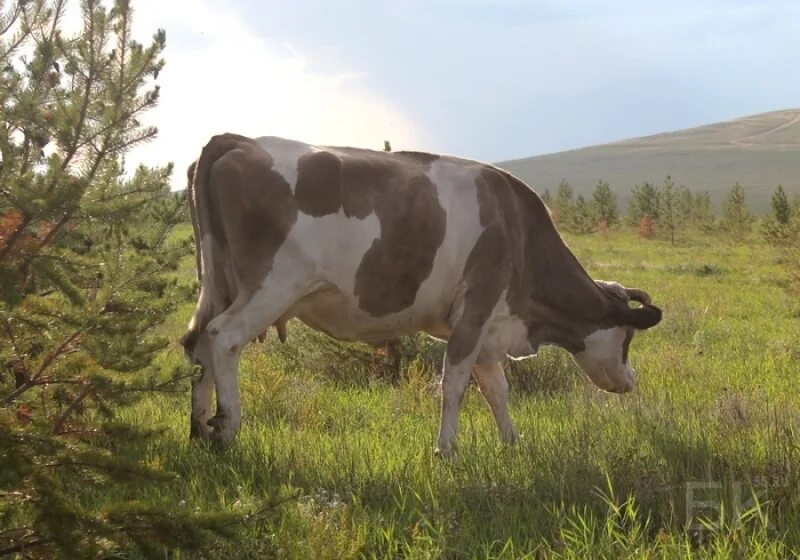 Купить корову пермский. Коровы Омская область. Полосатая корова. Корова в полоску. Полосатые телята.