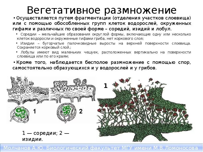 Соредии и изидии лишайника. Вегетативное размножение лишайников осуществляется:. Размножение лишайников рисунок. Вегетативное размножение лишайников схема.